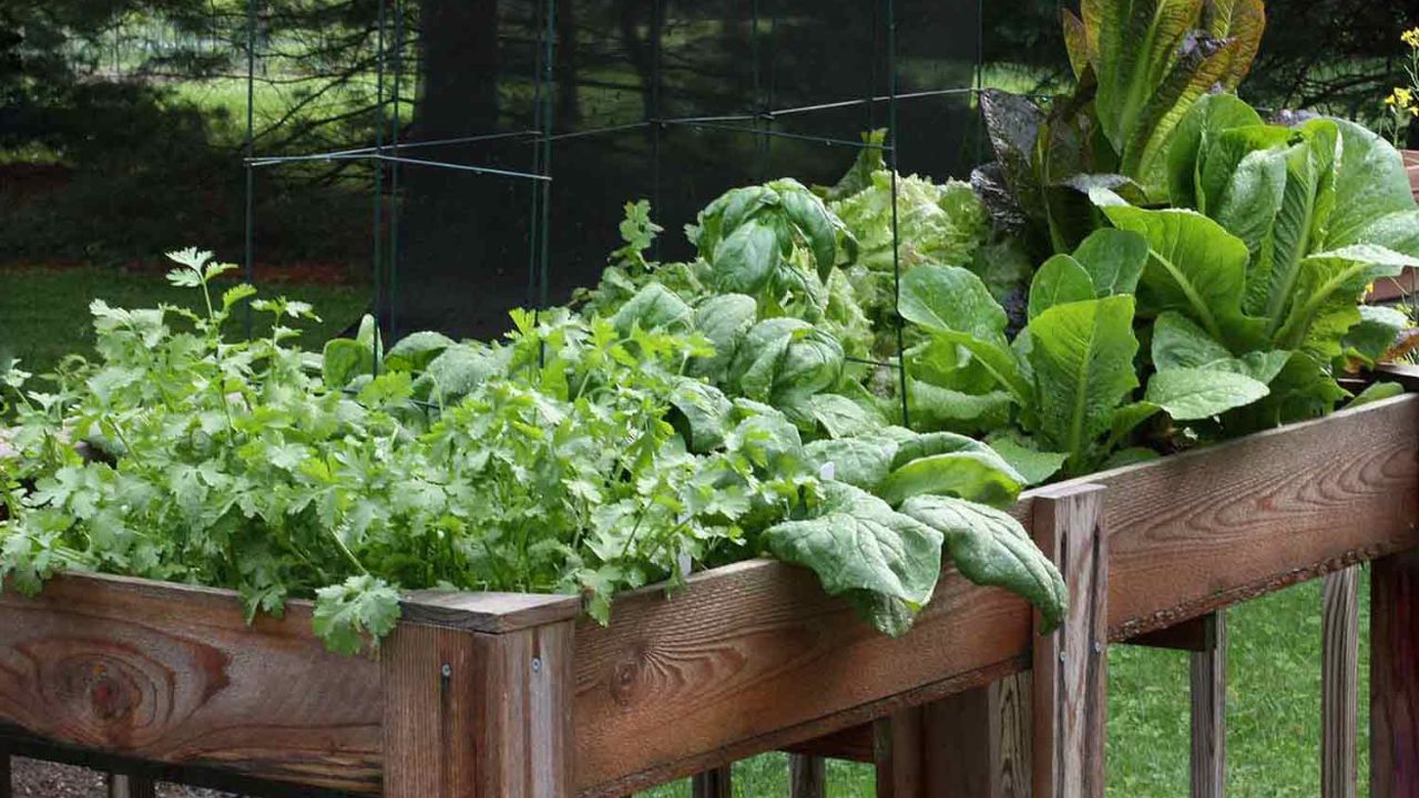 7 Salad Greens to Grow This Year