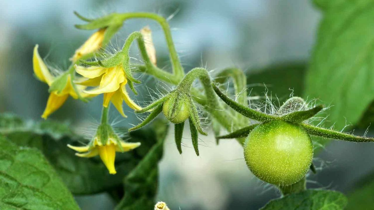 Are Tomatoes Self-Pollinating?