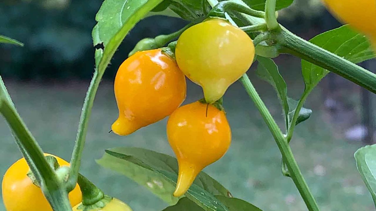 Biquinho Peppers: How to Grow and Care For