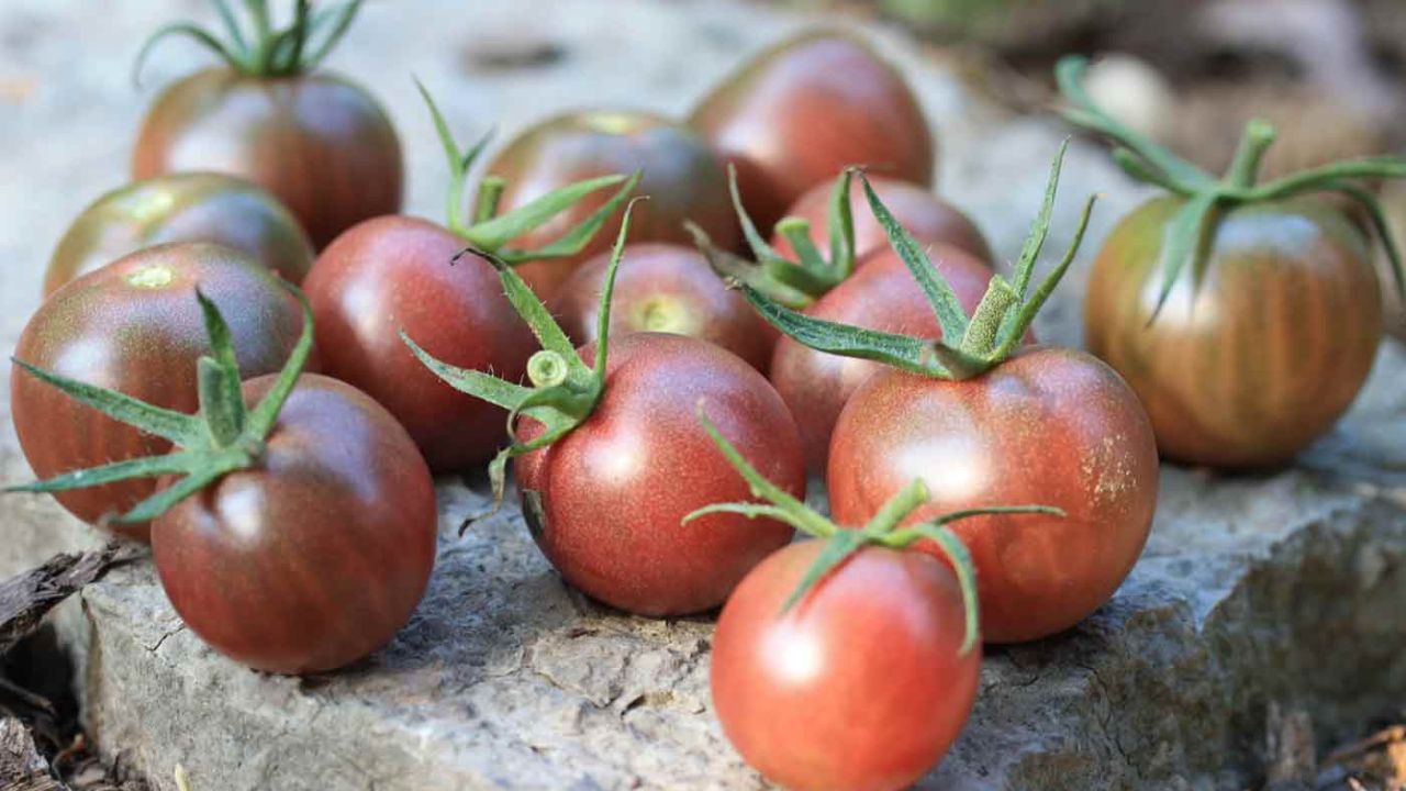 Black Cherry Tomatoes: How to Grow and Care For