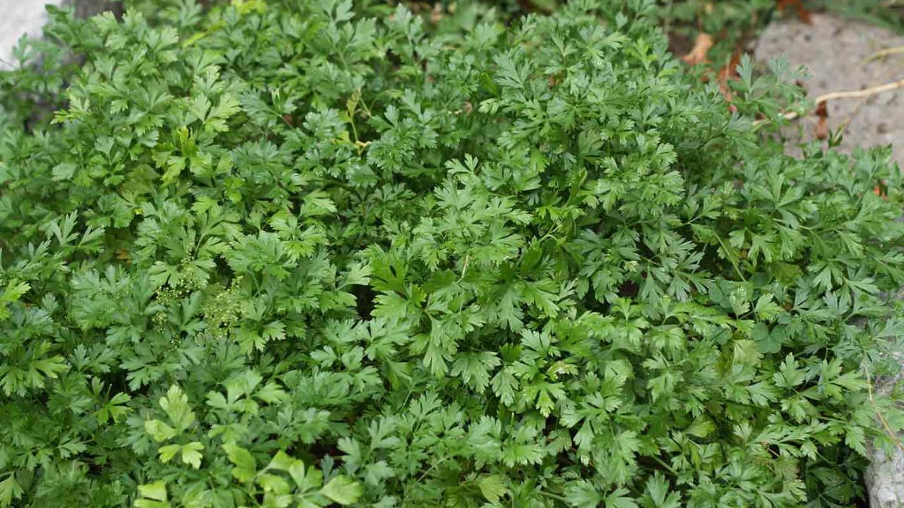 Cilantro: How to Plant & Grow