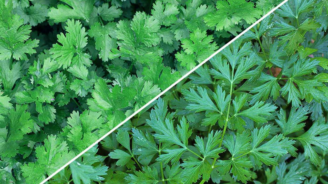 Cilantro vs. Parsley: What’s the Difference?