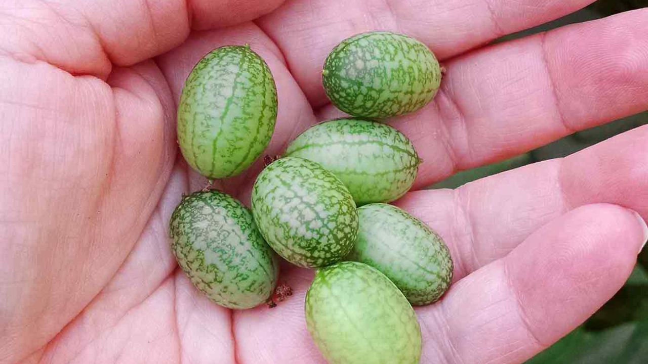 Cucamelons: How to Plant & Grow