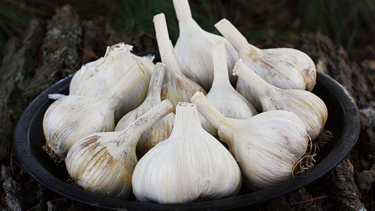 Garlic: How to Plant & Grow