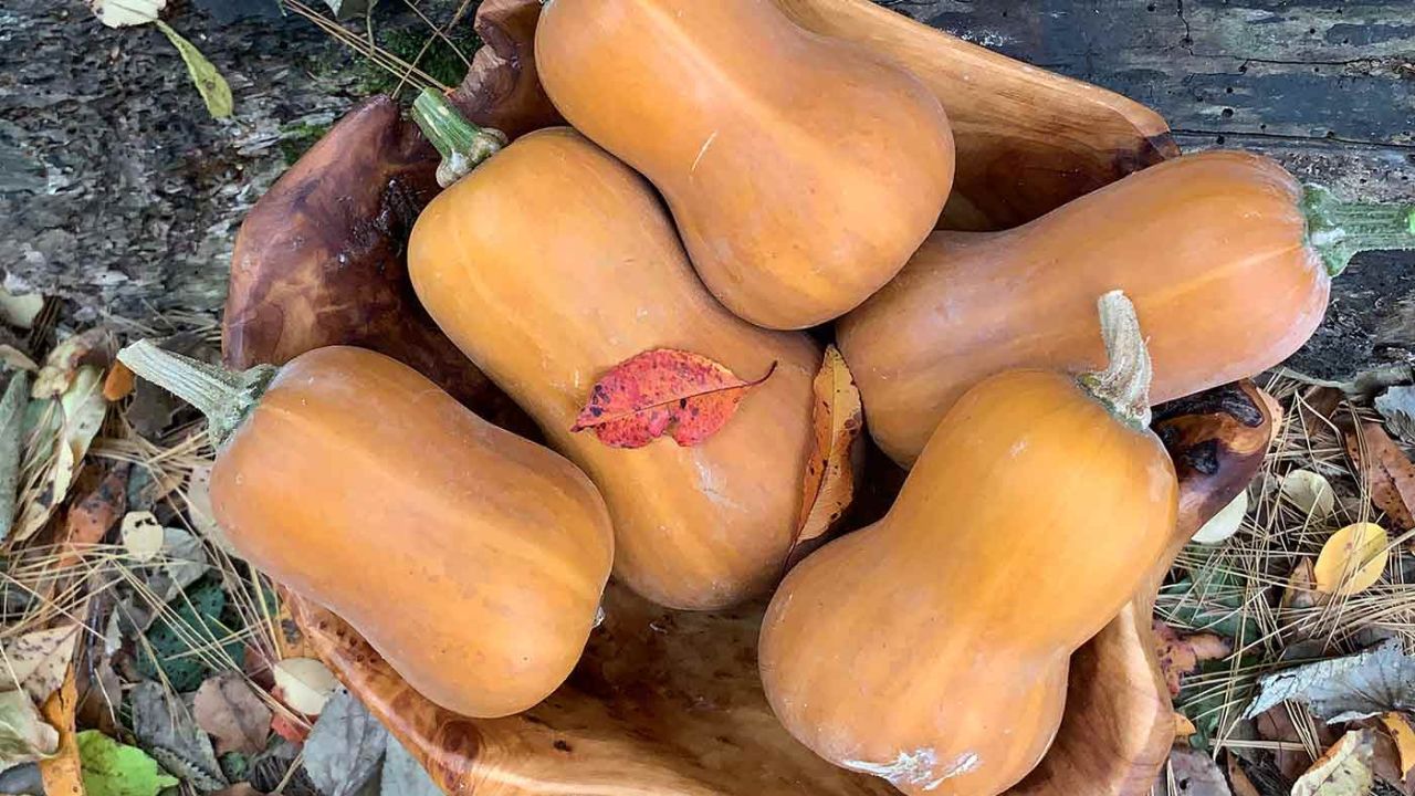 Honeynut Squash: How to Plant and Grow