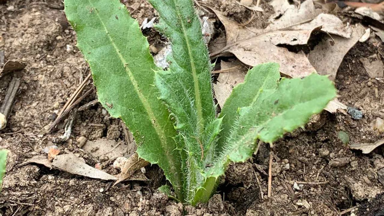 How to Get Rid of Thistle