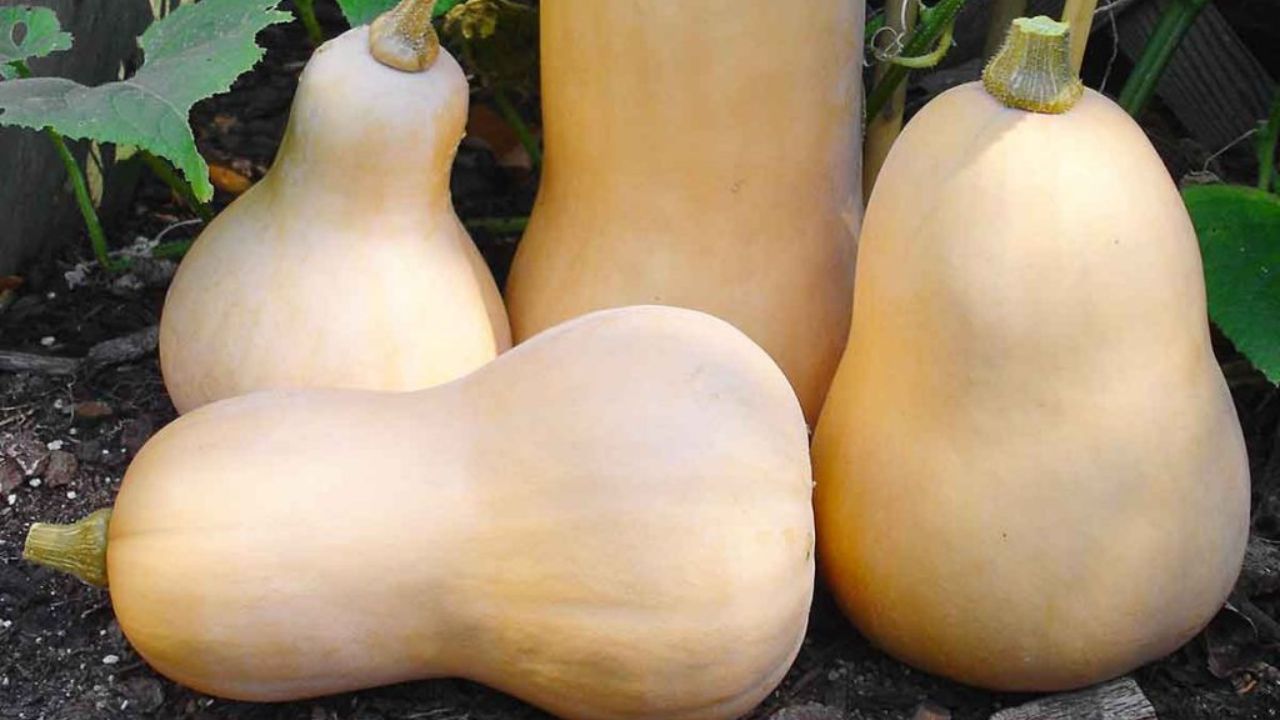 How to Hand Pollinate Squash?