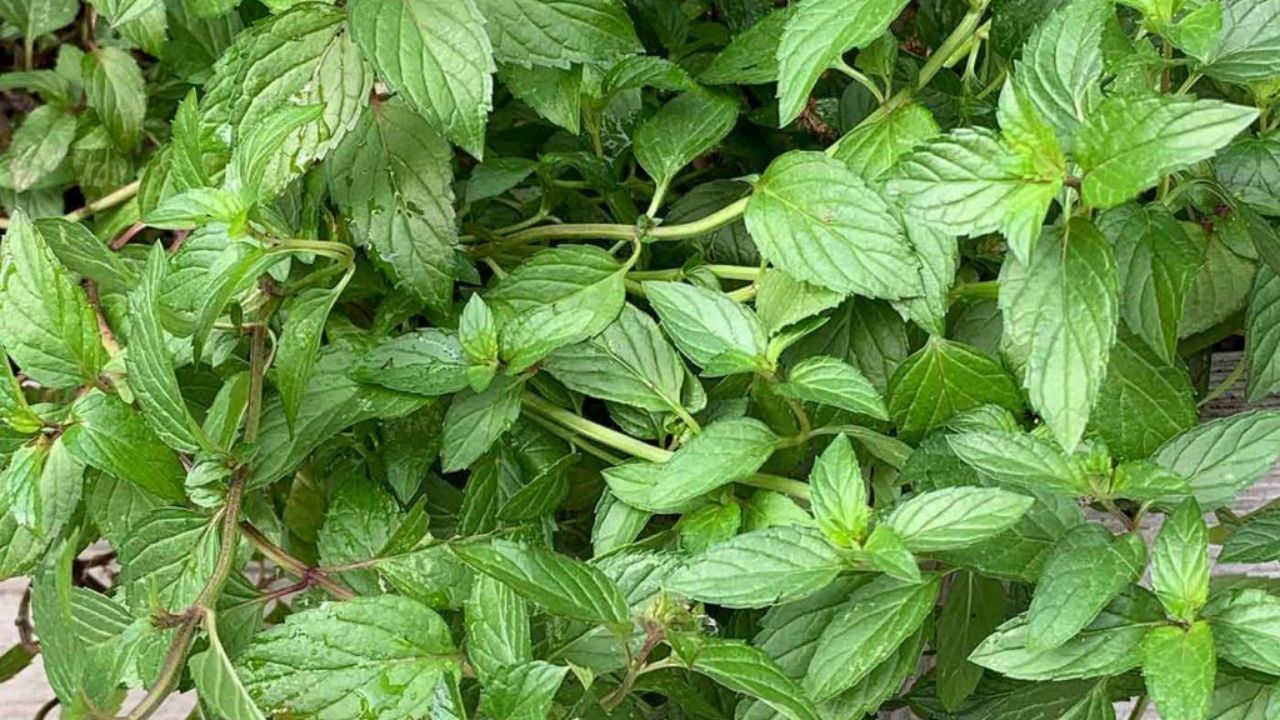 How to Transplant Mint