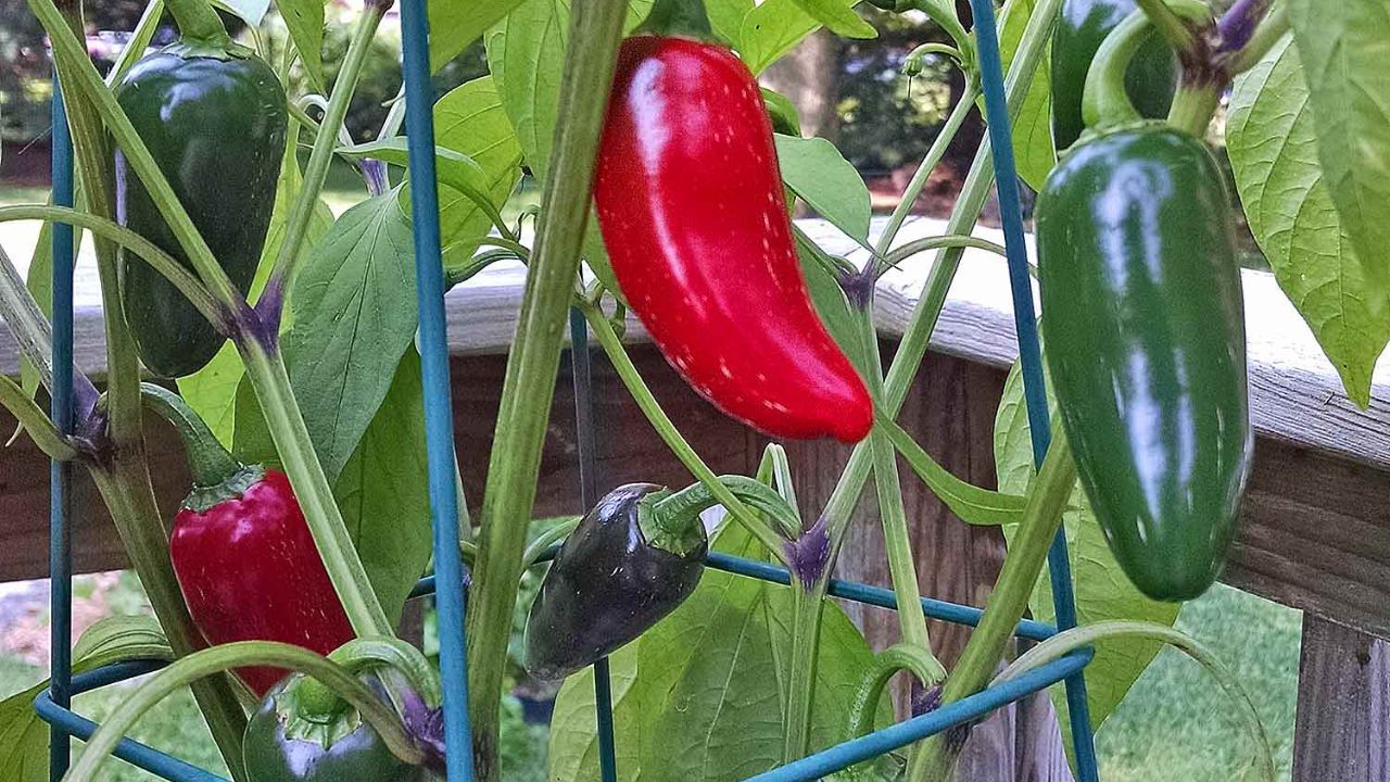 Jalapeño Peppers: How to Grow and Care for