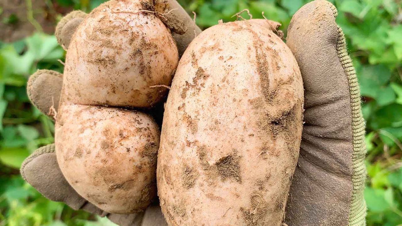 Okinawan Sweet Potatoes: How to Plant & Grow