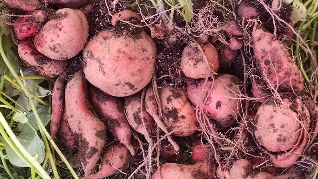 Sweet Potatoes: How to Harvest & Cure: