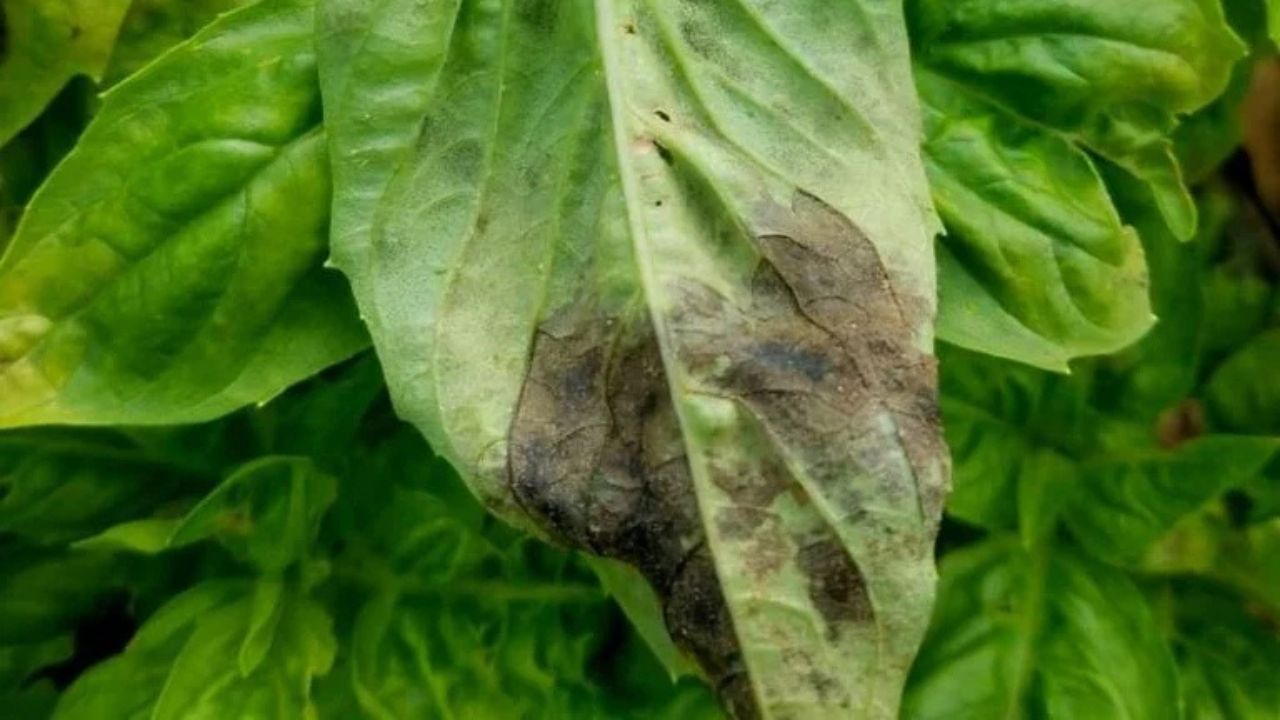 Basil Plant Turning Brown
