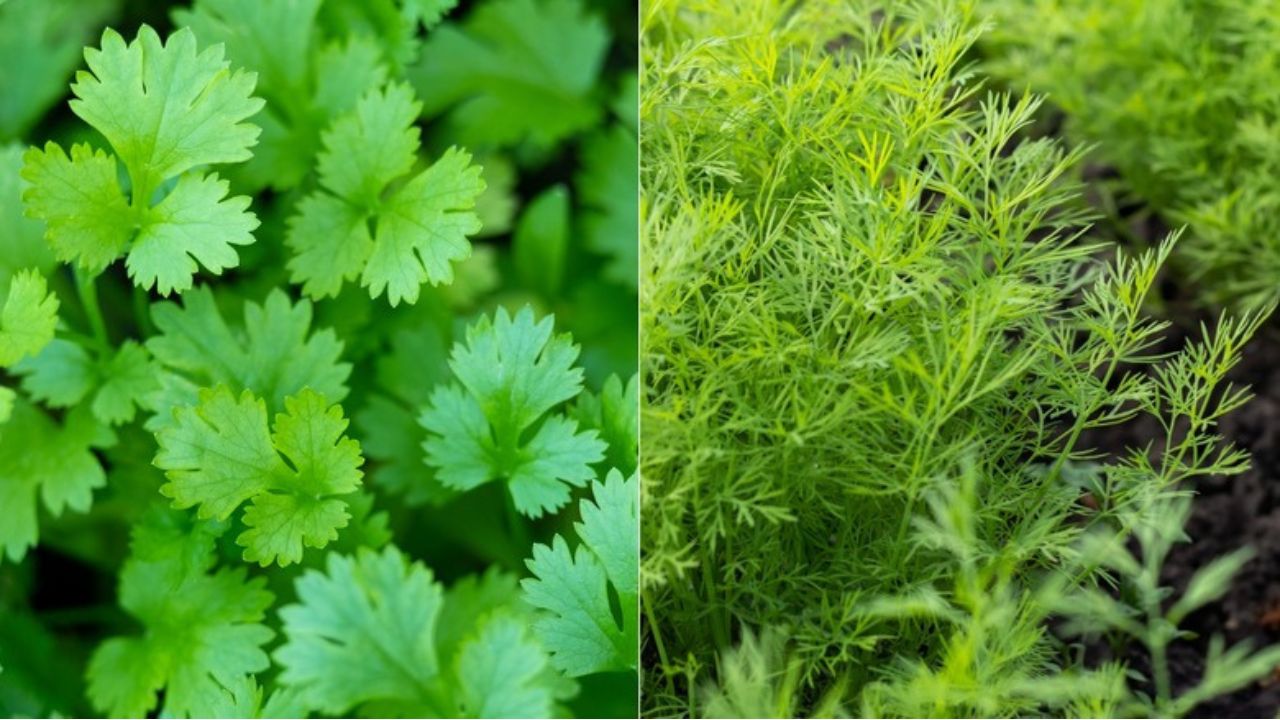 Can I Plant Dill and Cilantro Together?