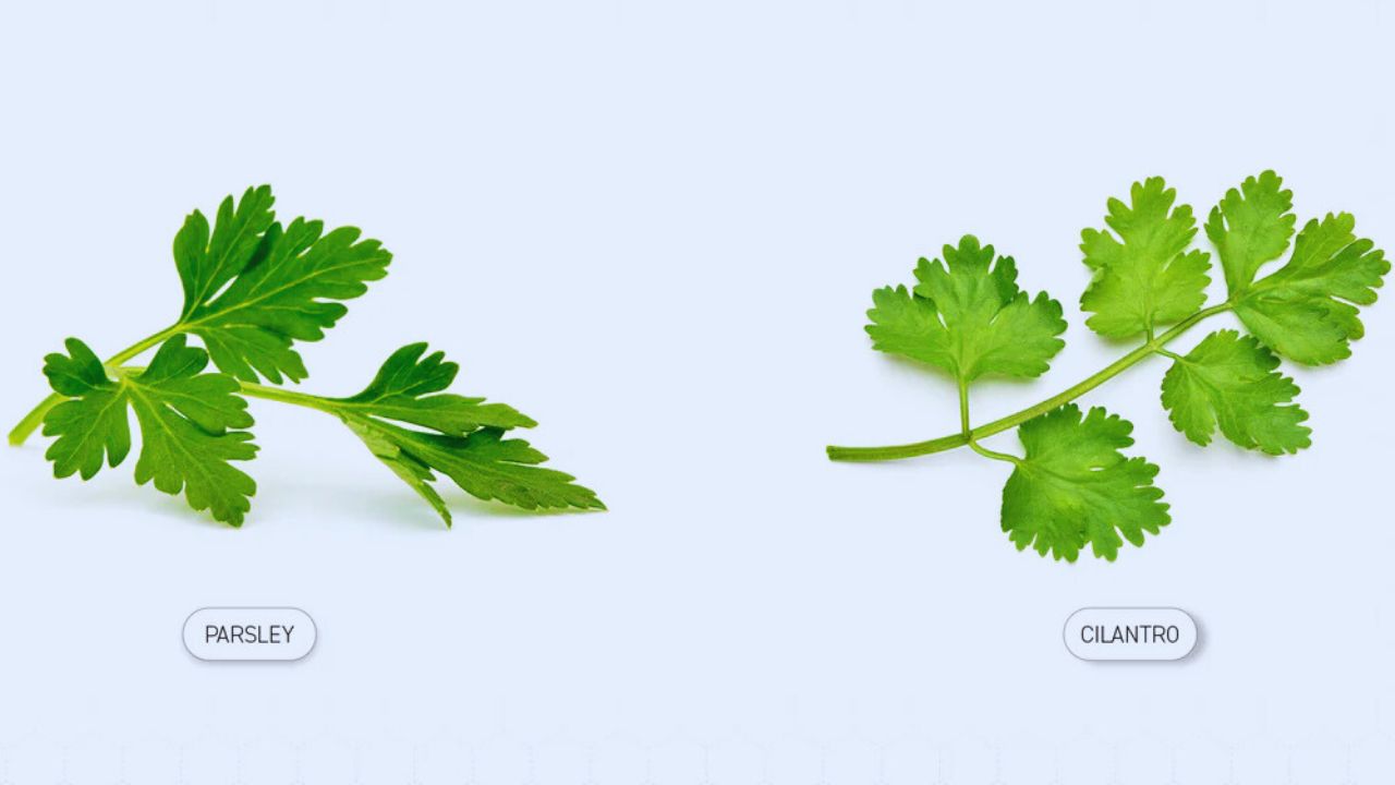 Can Parsley and Cilantro Be Planted Together?