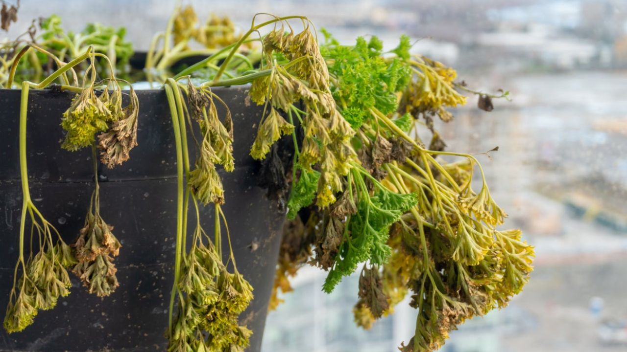 Droopy Parsley