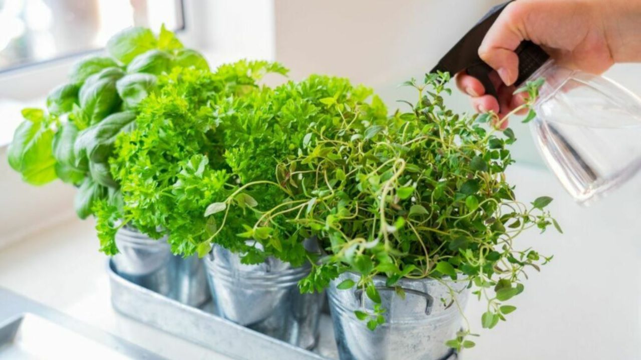 How Often to Water Parsley?