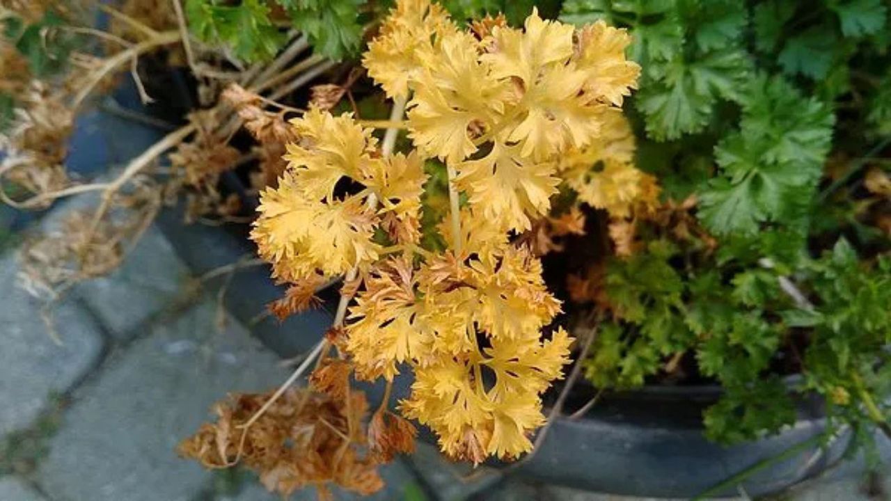 Parsley Turning Yellow