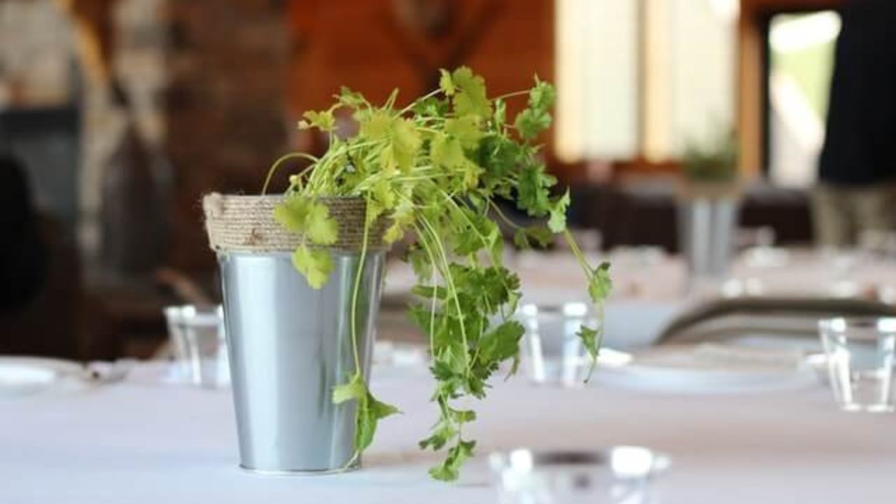 Plant Cilantro From Cuttings