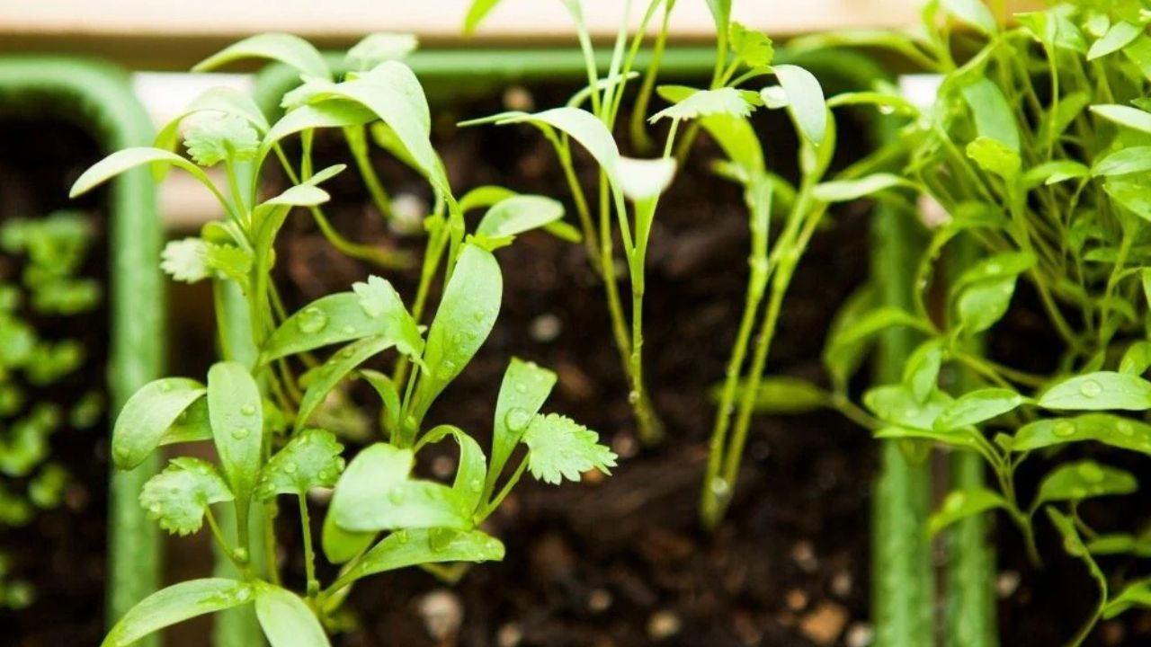 Plant Cilantro Seedlings Perfectly with These Expert Tips