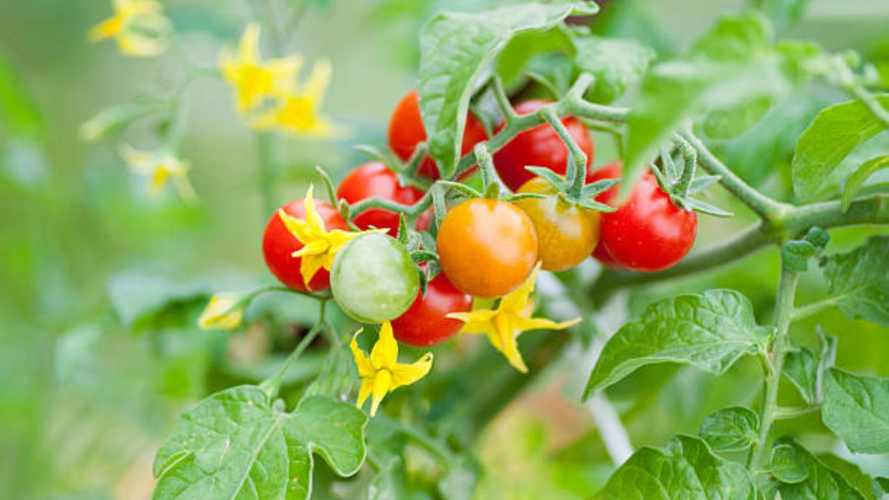 How to Get a Tomato Plant to Flower?