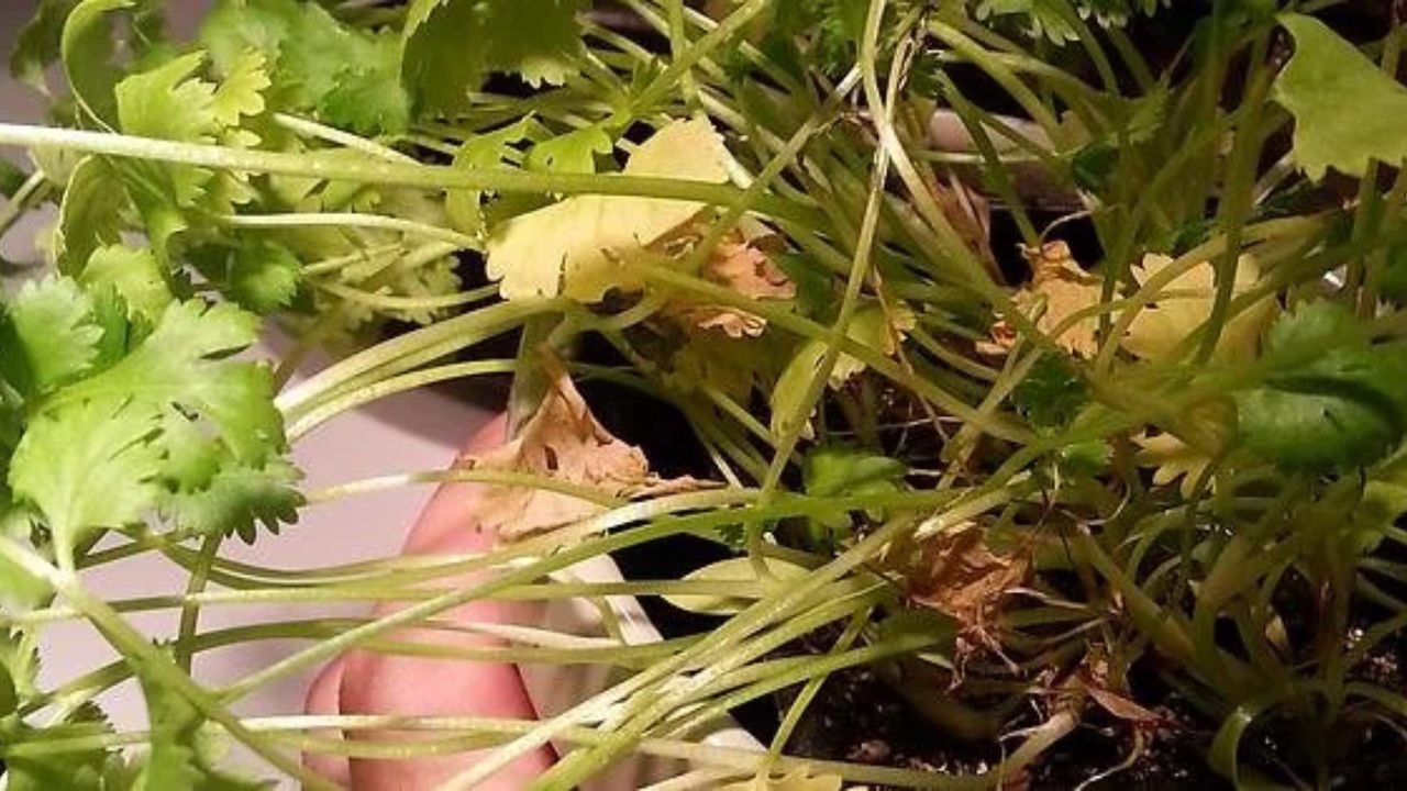 Why Is My Cilantro Turning Yellow?