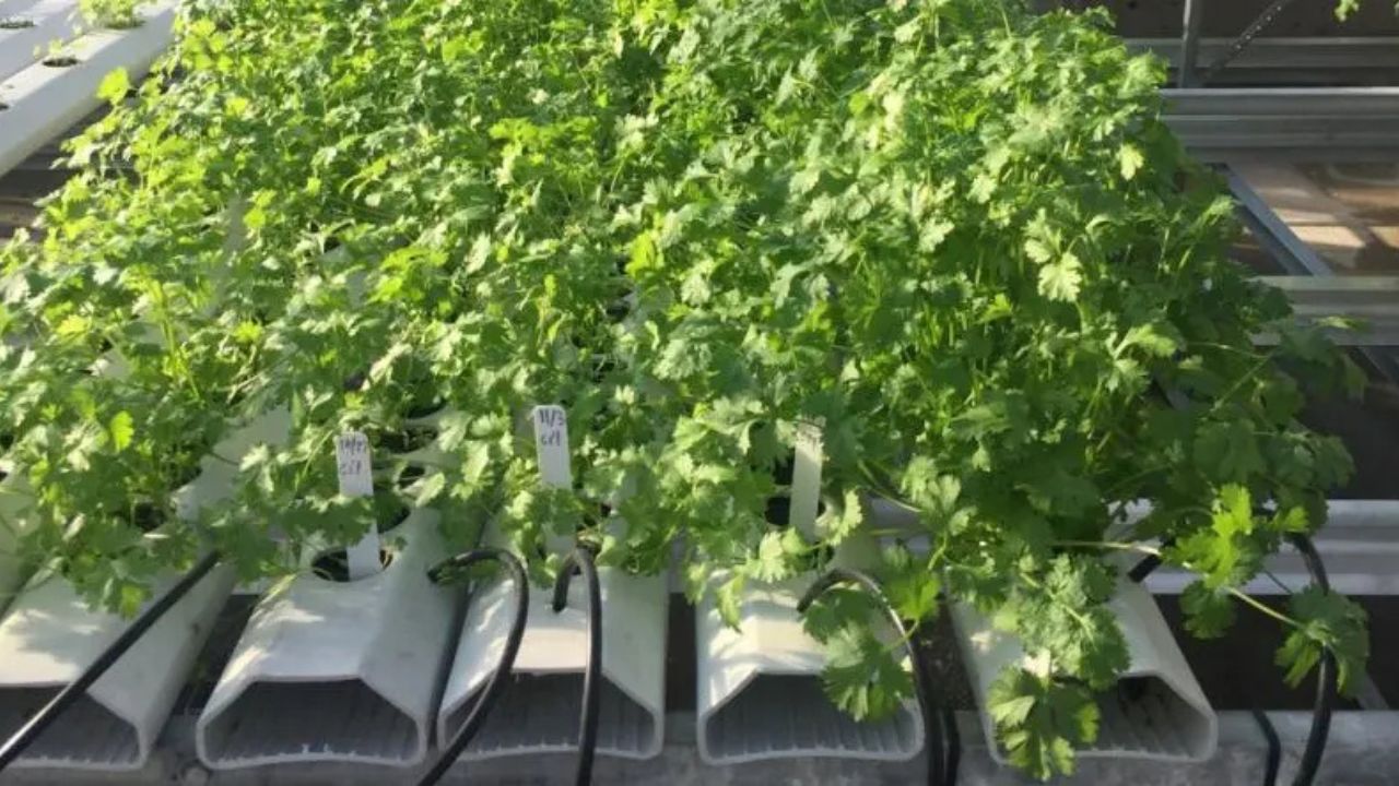 how to sprout cilantro seeds hydroponics