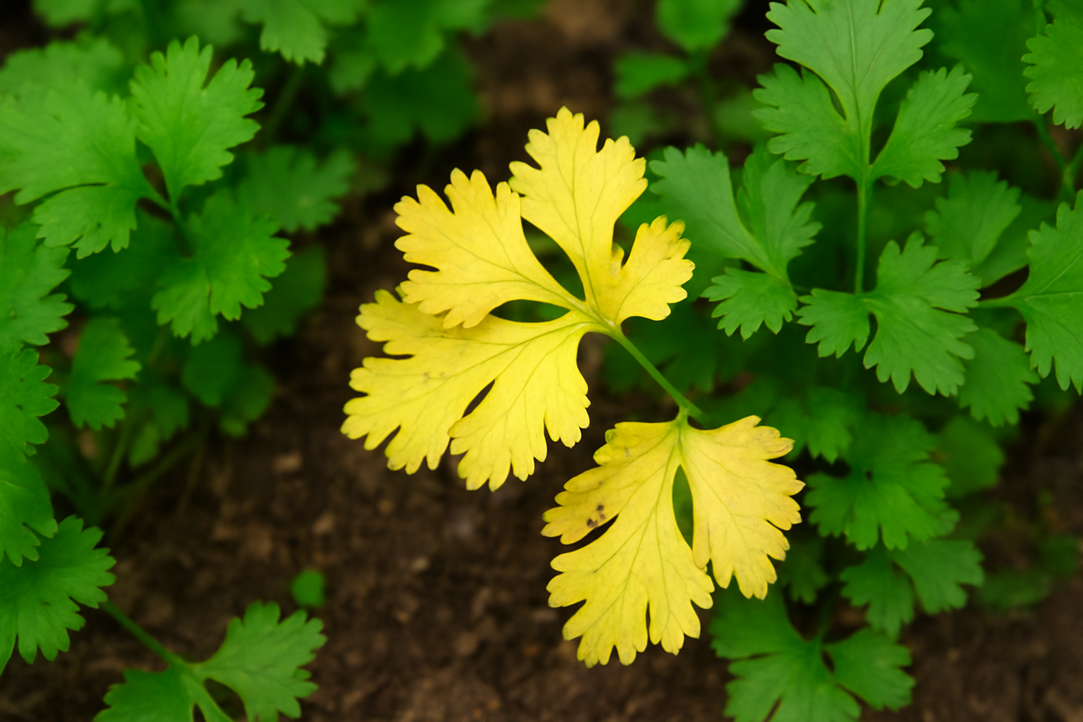 Cilantro Turning Yellow? Discover the Causes and Easy Fixes